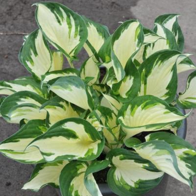 Hosta 'Paul Revere'